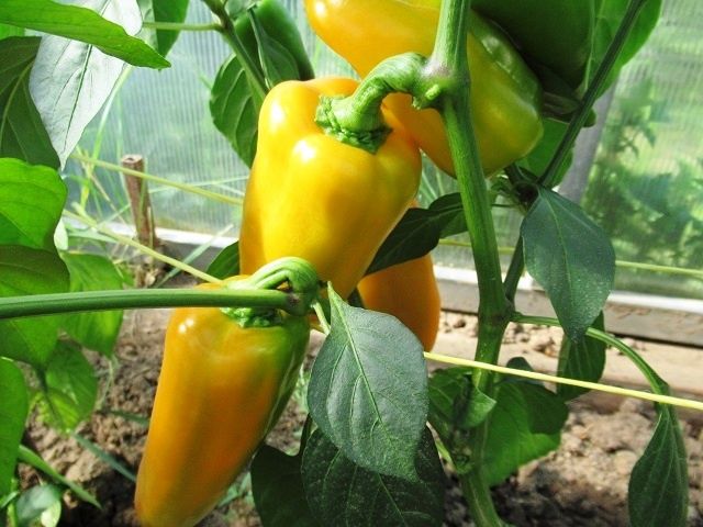 Как удобрения помогут растянуть сезон урожая перцев