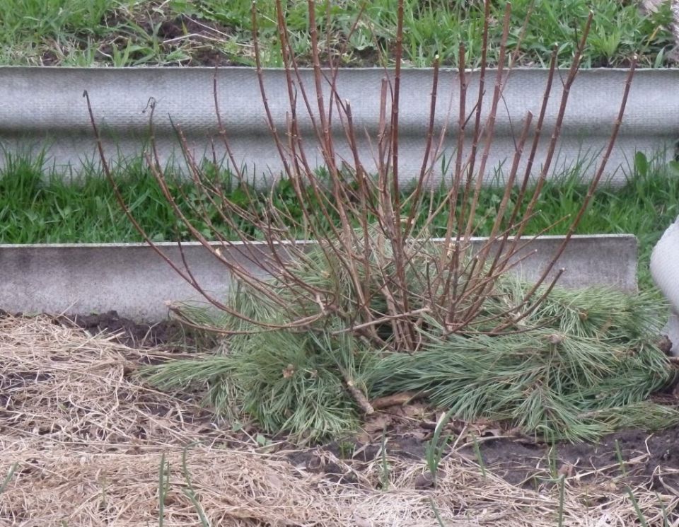 Природа в вашем саду: как хвойная мульча преображает огород