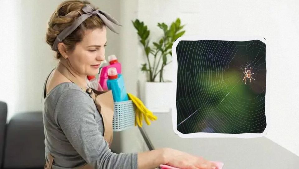 Как справиться с пауками в вашем доме