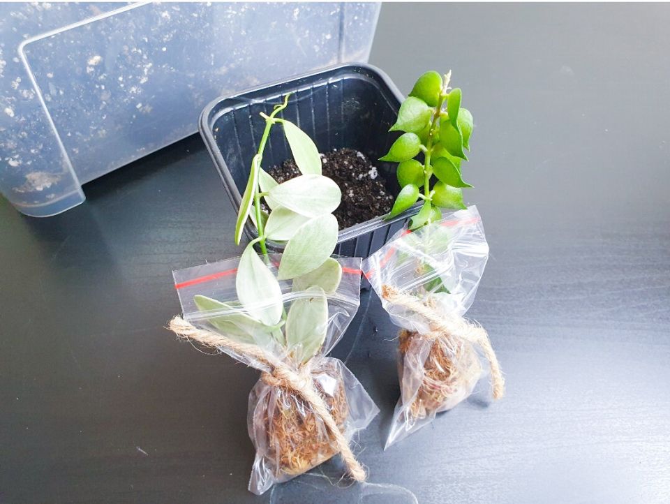 Необычные растения для вашего дома: Дисхидия иоанта и её удивительные «друзья»