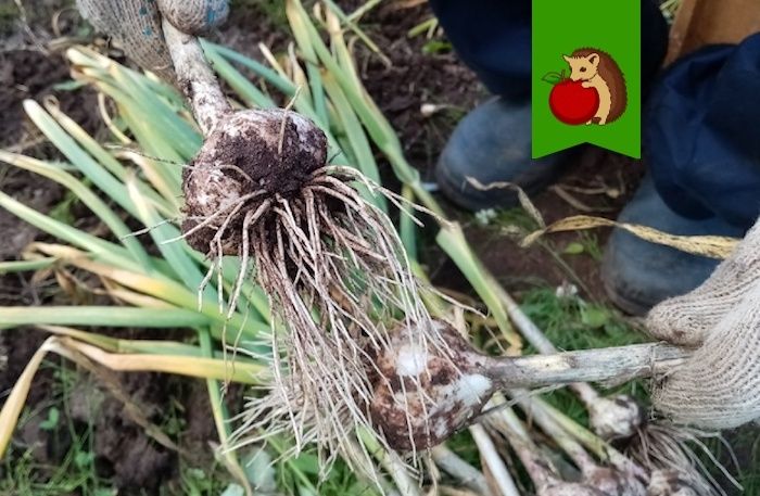 Ошибки, которые существенно влияют на хранение озимого чеснока