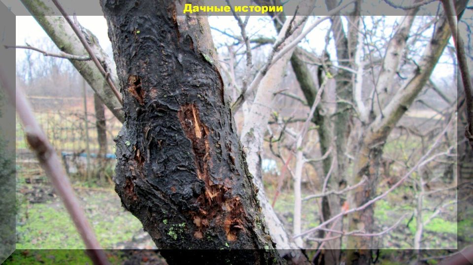 Некоторые аптечные средства, которые способны спасти деревья от рака