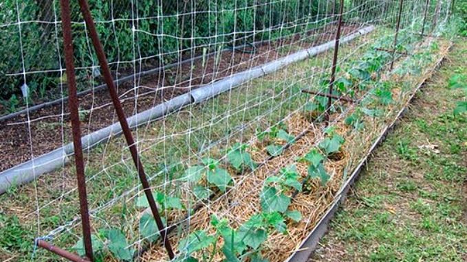 Как создать вертикальный огород для огурцов: советы опытных садоводов