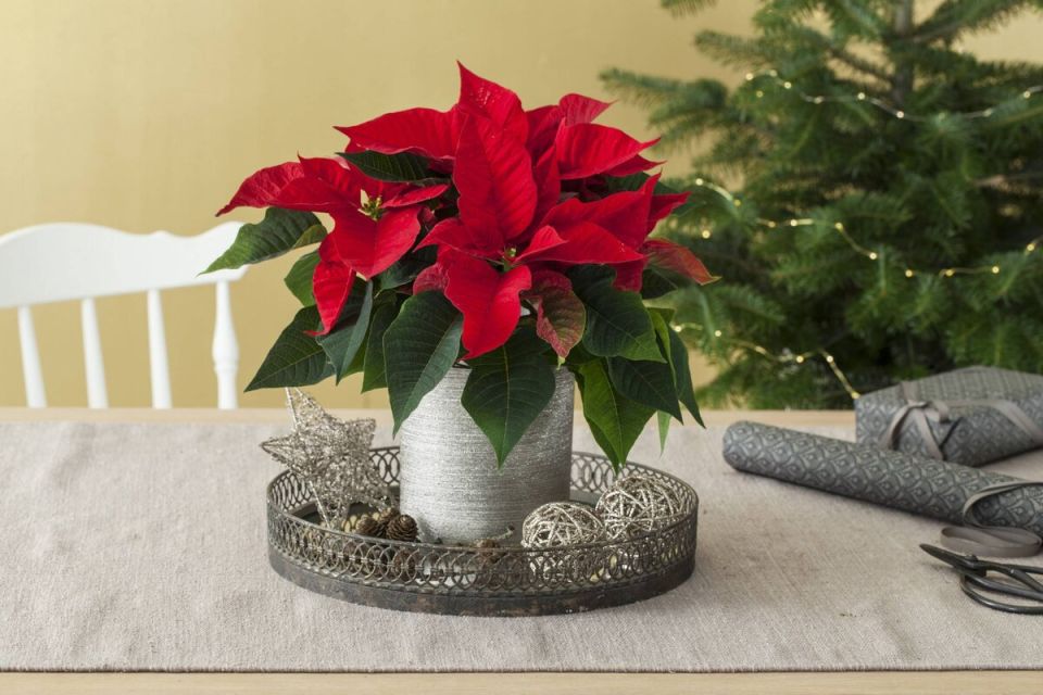 Растения, которые выглядят шикарно в магазине, но превращают дом в испытание