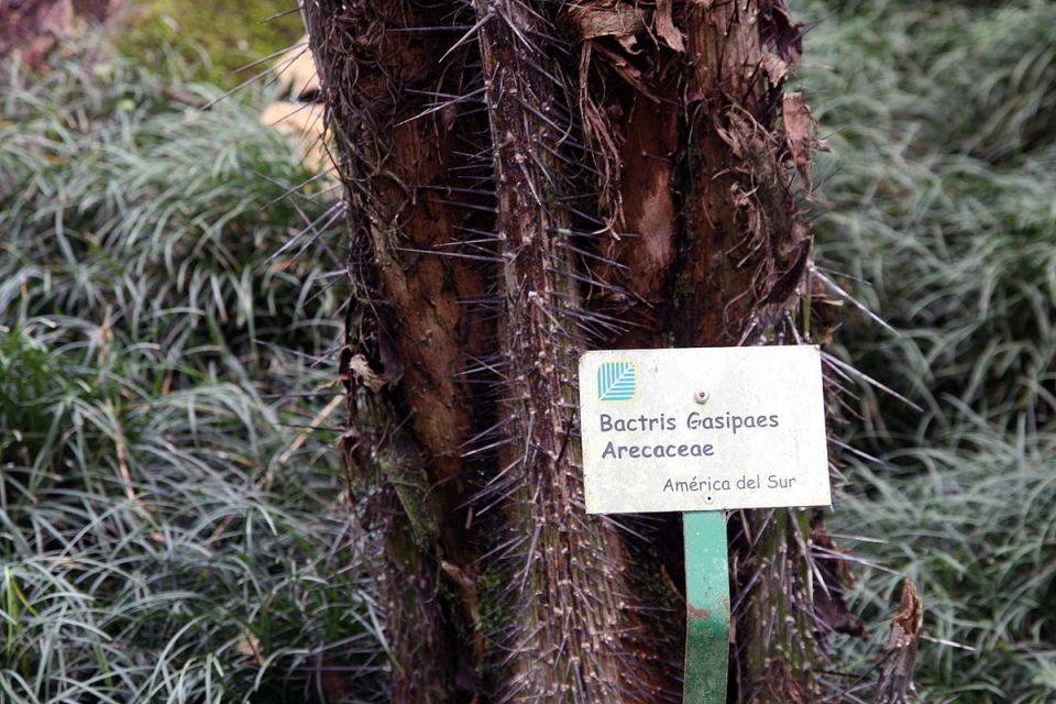 Персиковая пальма: неожиданный источник продовольствия в непростой экосистеме Амазонии