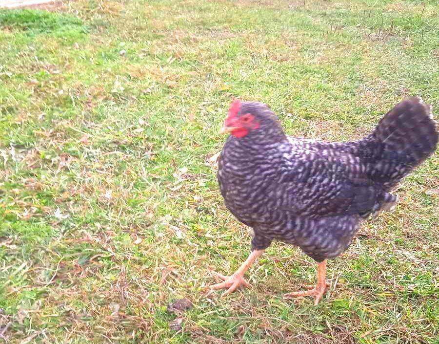 Что может означать отсутствие желтка в курином яйце?