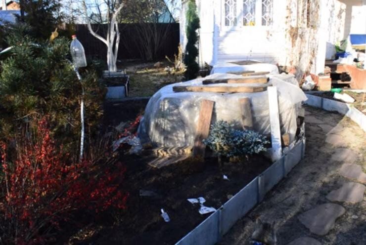 Как защитить растения от зимних холодов: советы по укрытию в Подмосковье