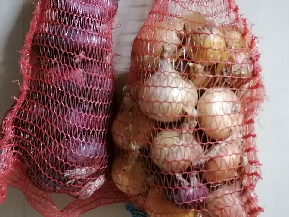 Выращивание лука: севок или рассада — какой метод выбрать?