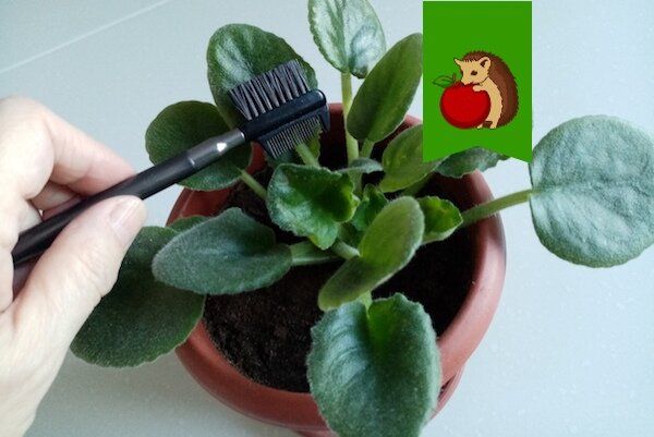 Очищаем листья фиалки: неожиданные методы ухода за вашим растением