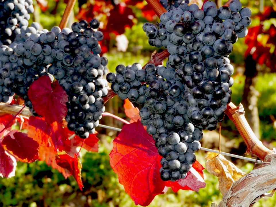 Пять критических ошибок при обрезке винограда