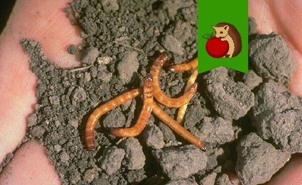 Профилактика проволочника: как сохранить урожай