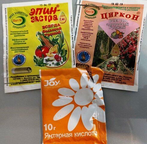 Аптечка для комнатных растений: необходимые средства для каждого цветовода