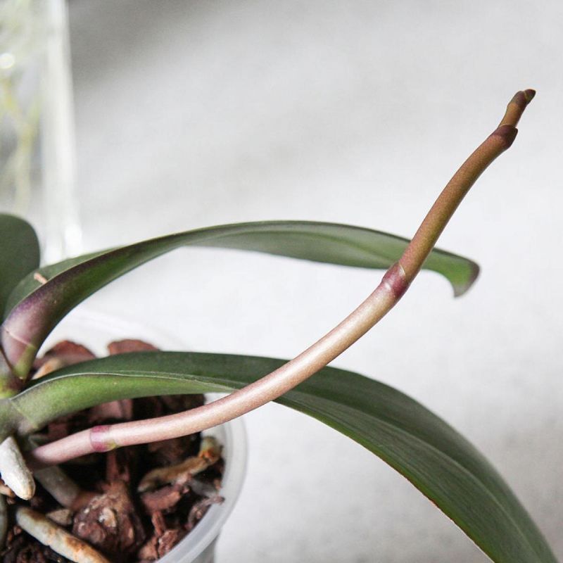 5 секретов, как сделать так, чтобы ваша орхидея зацвела