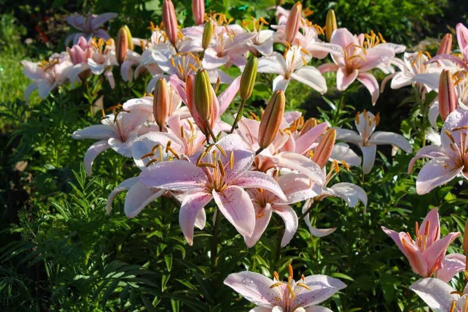 Лилии для вашего сада: яркие звезды весеннего цветника
