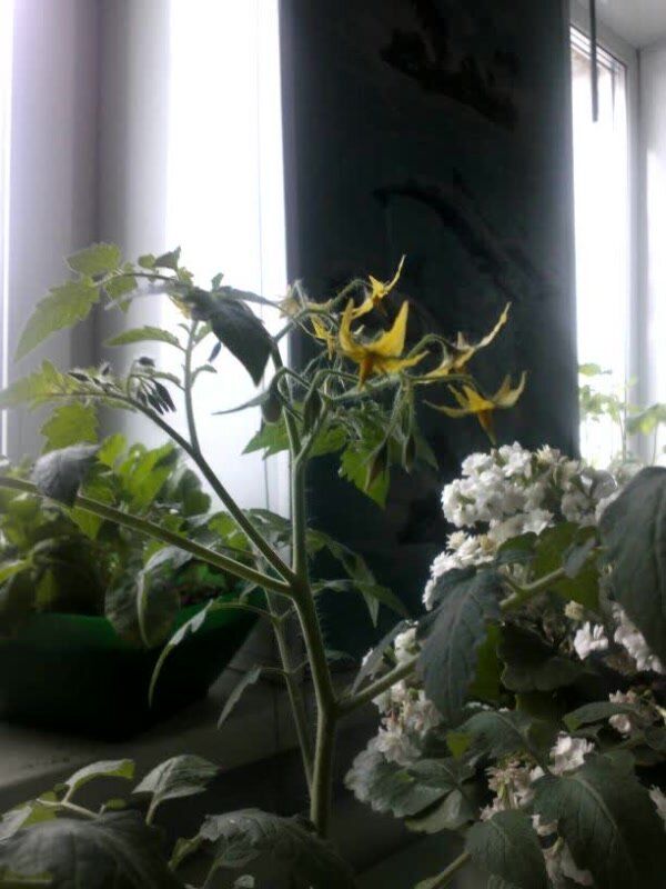 Сеем помидоры зимой: стоит ли рисковать?