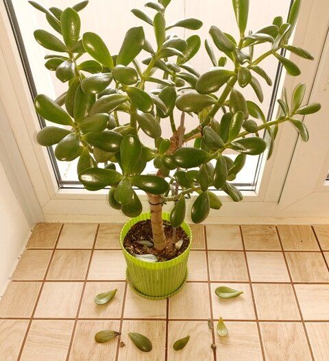 Денежное дерево: Причины желтения и опадения листьев