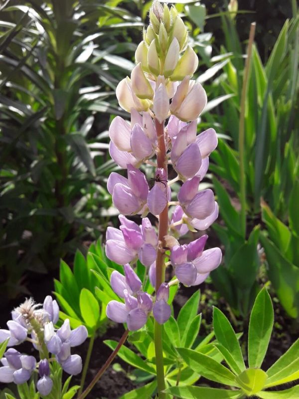 Секреты успешного выращивания люпинов: прокладывая путь к зеленому успеху