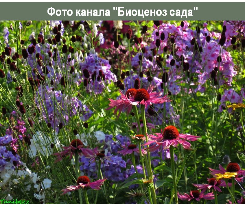 Садовые шедевры: узнайте о магии биоценоза