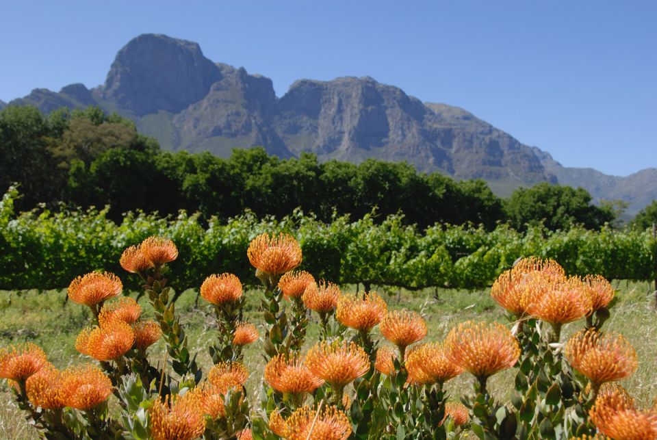 Изучая Капскую флору: Оазис уникальных растений Южной Африки