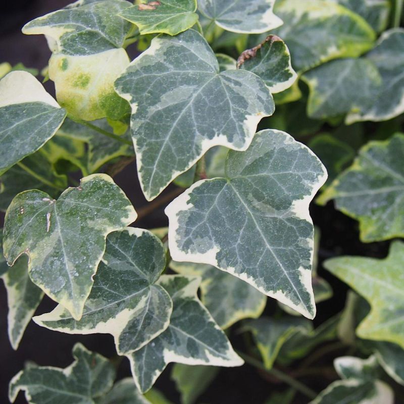 Секреты идеального ухода за хедерой