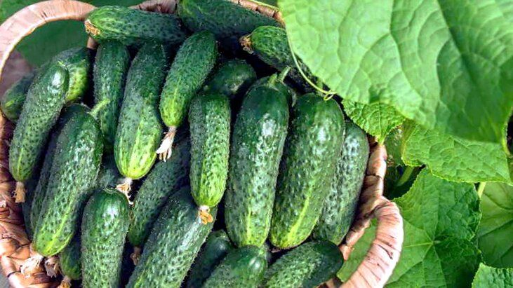 Лучшие сорта огурцов для настоящих любителей овощеводства