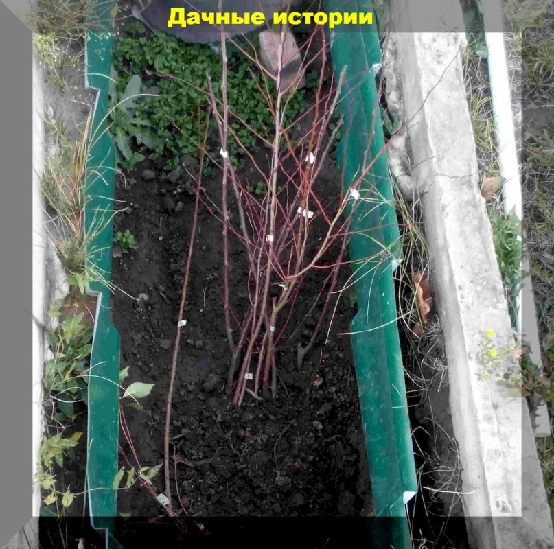 Как сохранить купленные осенью саженцы до весны: простые и эффективные методы