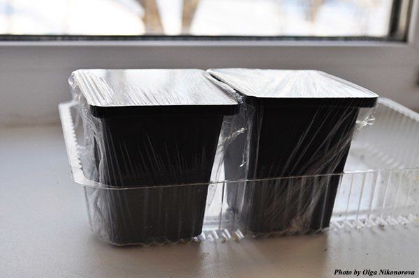 Зимний запуск: идеальные однолетние цветы для декабрьской посадки