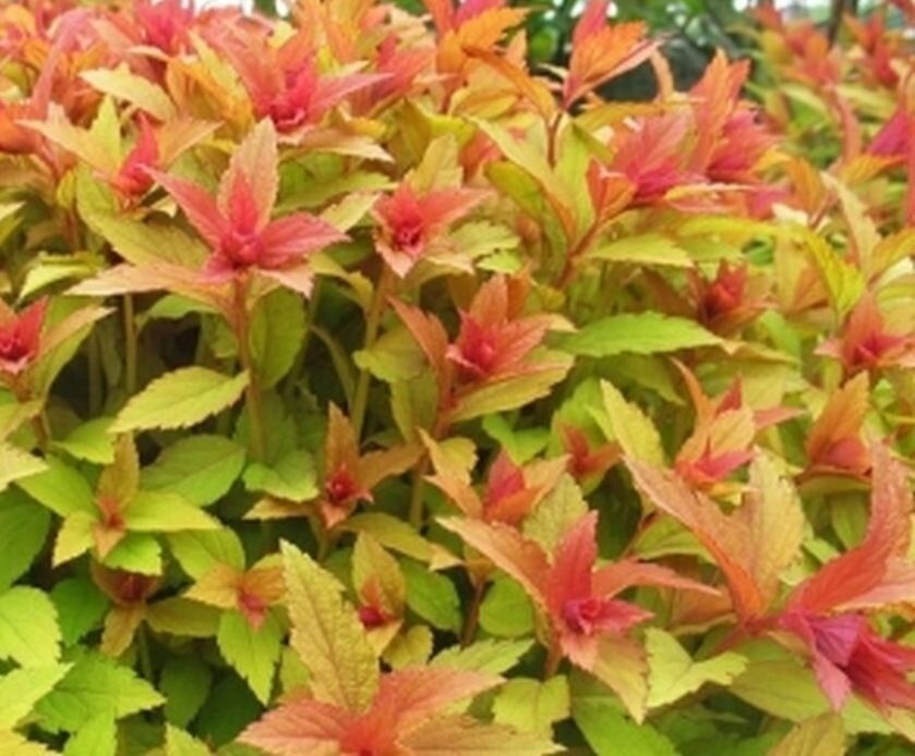 Как розовые спиреи преображают сад: обзор удивительных сортов