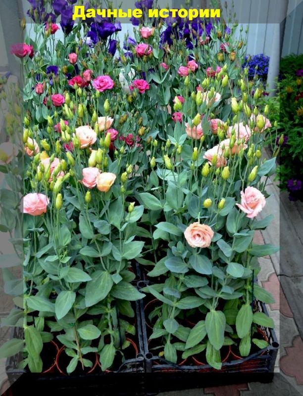 Подзимний посев: дачные секреты для раннего урожая и красивых цветов