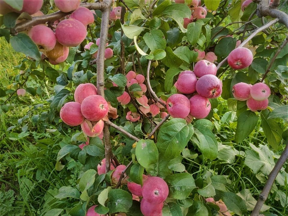 Почему забивать гвозди в яблоню — плохая идея для урожая