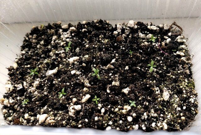 Декабрьская посевная: какие цветы стоит сеять в зимние морозы