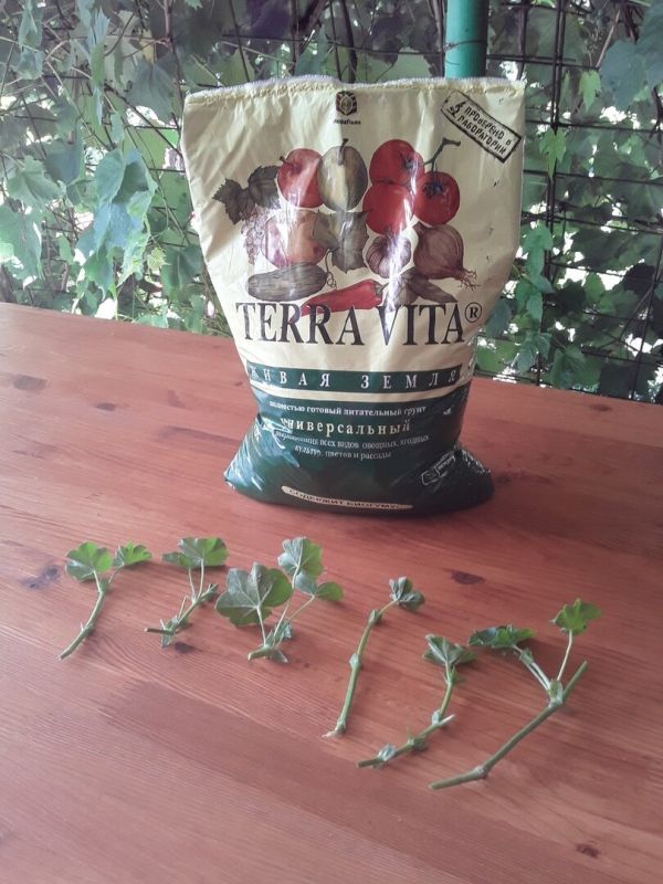 Выбор грунта для рассады: что нужно знать