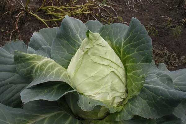 Капуста Везувий: идеальный выбор для раннего урожая вашего огорода