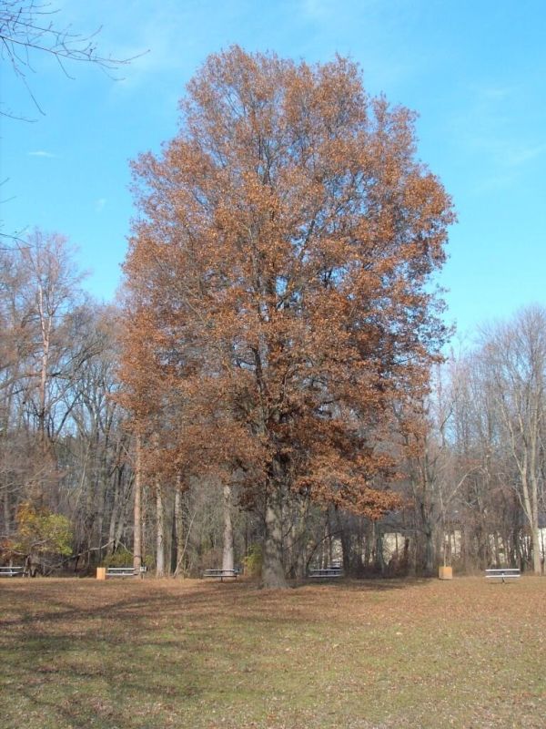 Почему деревья не сбрасывают листья? Разбираемся в природе осеннего явления