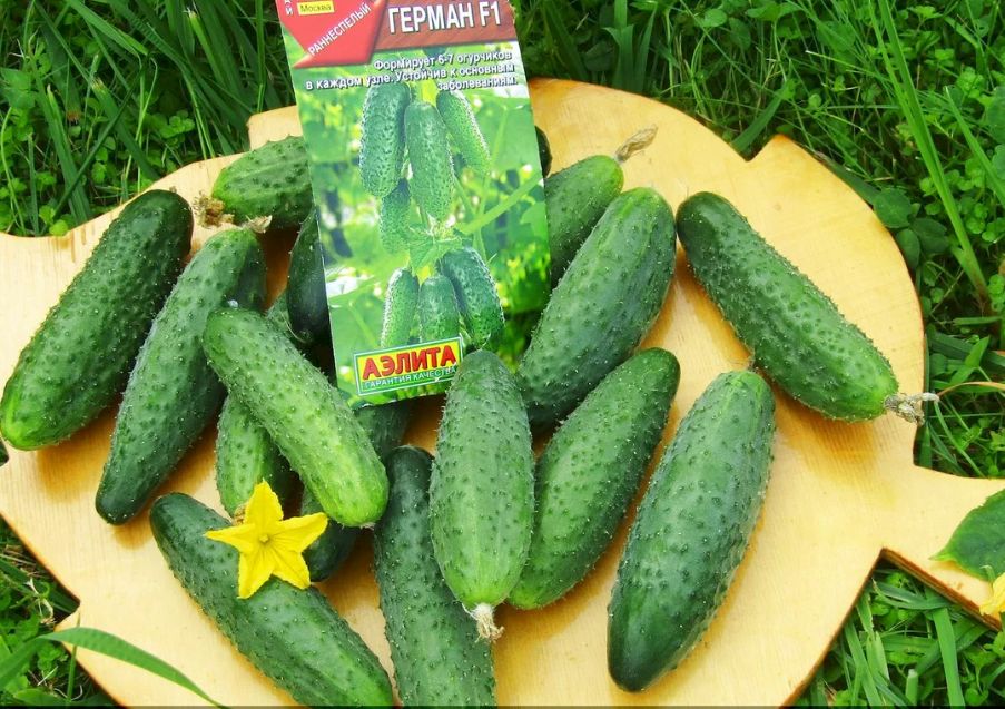 Топ-3 огурцов для открытого грунта: самые урожайные сорта по отзывам садоводов