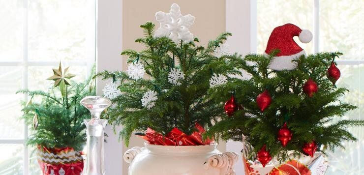 Хвойные растения для уюта в вашем доме