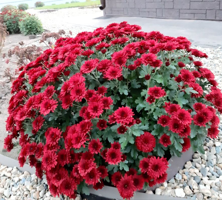 Хризантемы в осеннем саду: цветная симфония сезона