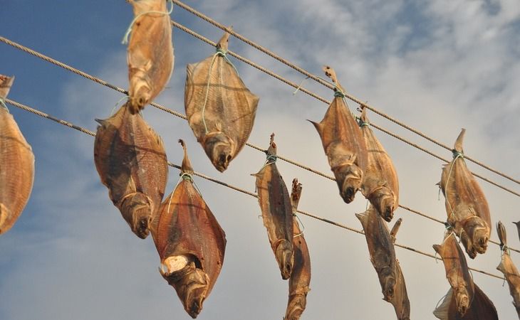 Чем обработать будущую таранку, чтобы на отпугнуть мух: это средство есть в каждом доме