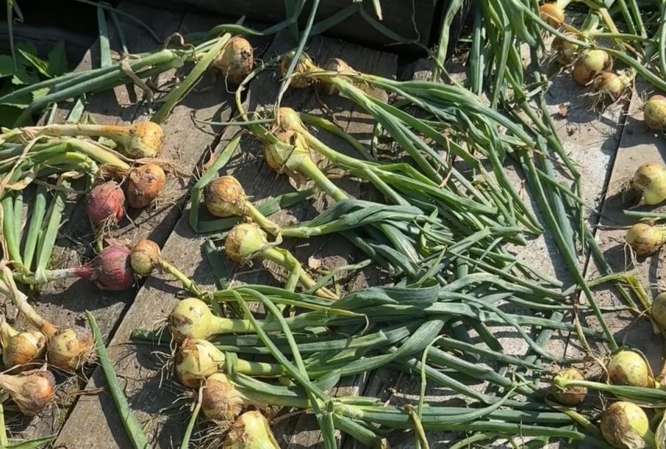 Почему не стоит спешить с обрезкой ботвы у лука: секреты долгого хранения
