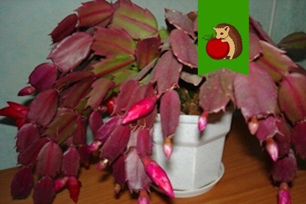 Почему листья декабриста меняют цвет и как помочь растению