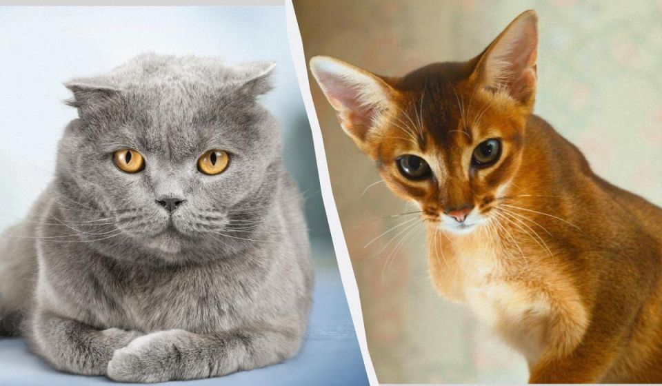 Ласковые и общительные: топ-5 пород короткошерстных кошек