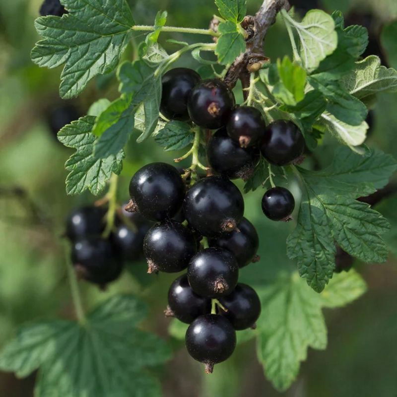 Скрученные листья смородины: как обнаружить вредителей и защитить растения