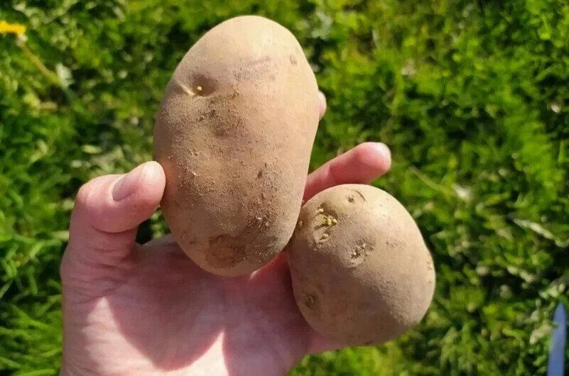 Правильная обработка клубней картофеля перед посадкой