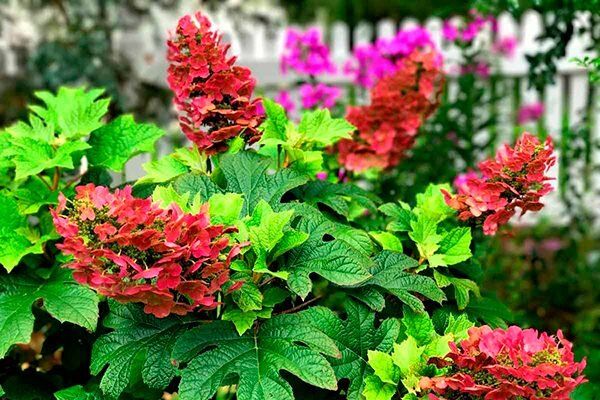 Дуболистная гортензия: королева вашего сада