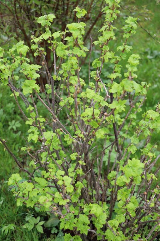 Пять мифов о смородине: как правильно ухаживать за вашей ягодной любимицей