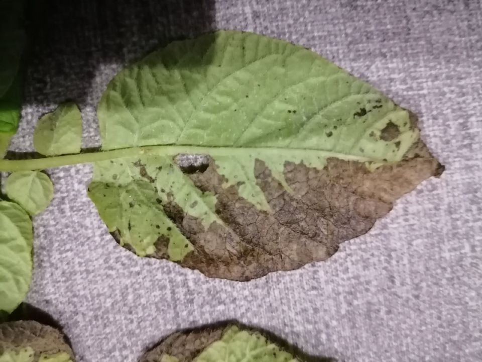 Как распознать фитофтору на картошке и спасти урожай