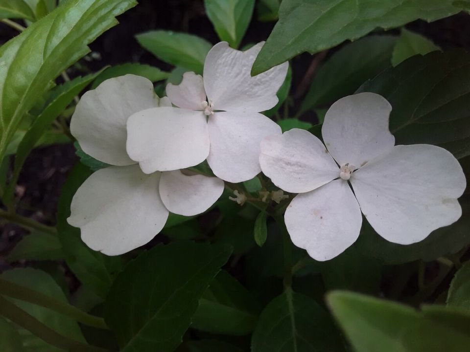 Топ-10 растений: чего стоит ваш огород в 2025 году?