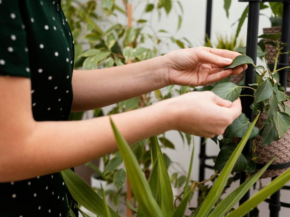 Почему желтеют листья домашних растений: шесть причин и их решения