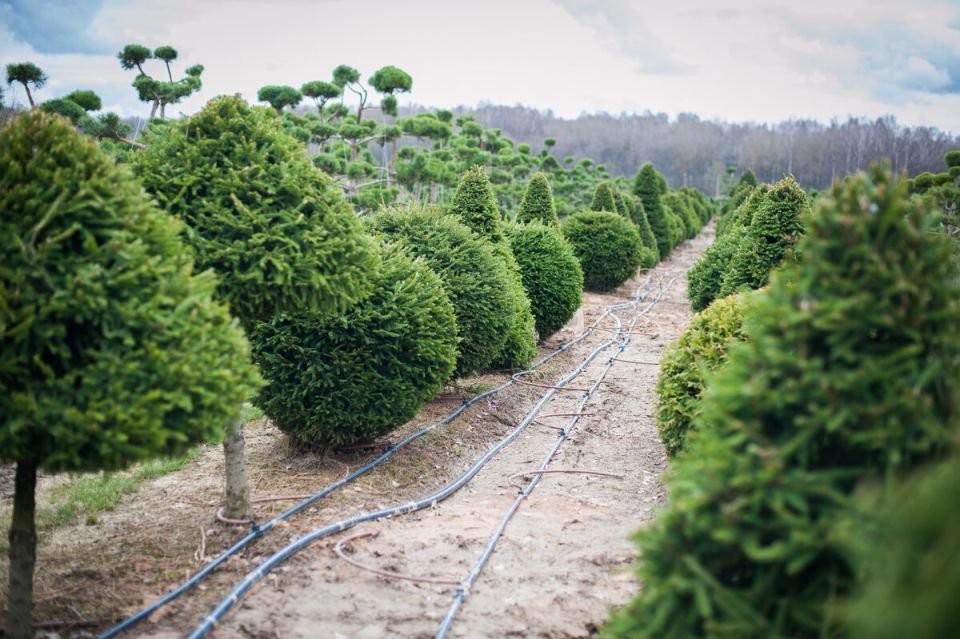 Как интернет-торговля помогает дачникам: удобно, выгодно и быстро