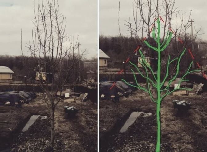 Как создать идеальную крону яблони: советы от эксперта